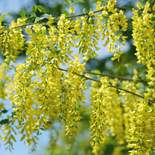 Sadenica laburnum